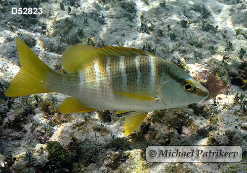 Schoolmaster Snapper (Lutjanus apodus)